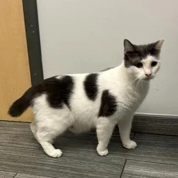 An adult medium-sized male Black Domestic Short Hair cat named Wraith for adoption in Jacksonville, FL