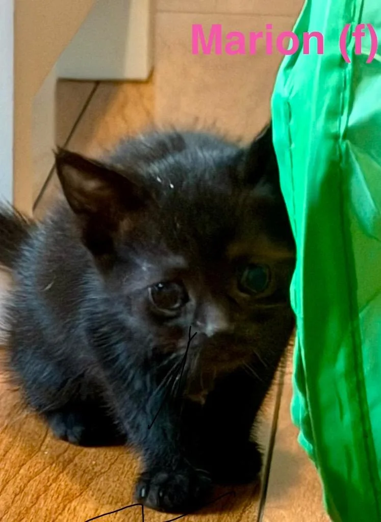 A baby small-sized female Domestic Short Hair cat named Marion for adoption in Leonardtown, MD