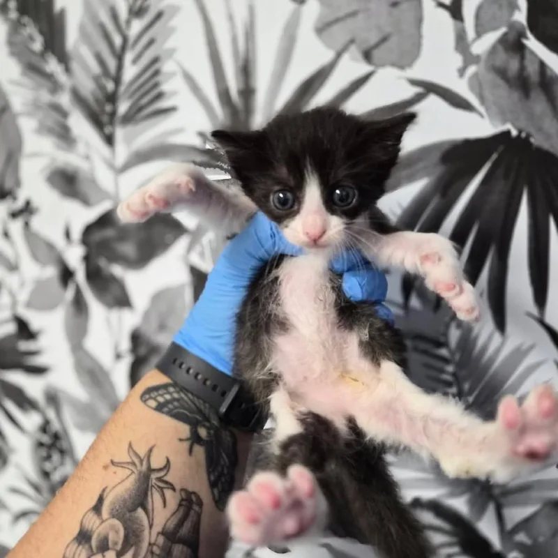 A baby small-sized female Black Domestic Long Hair cat named Gigi for adoption in Wahiawa, HI