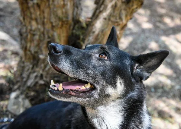 An adult medium-sized female German Shepherd Dog dog named Cici for adoption in El Cajon, CA