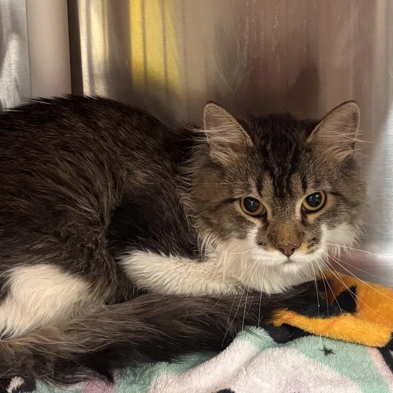 An adult small-sized male Brown / Chocolate Domestic Long Hair cat named Reese for adoption in Salt Lake City, UT
