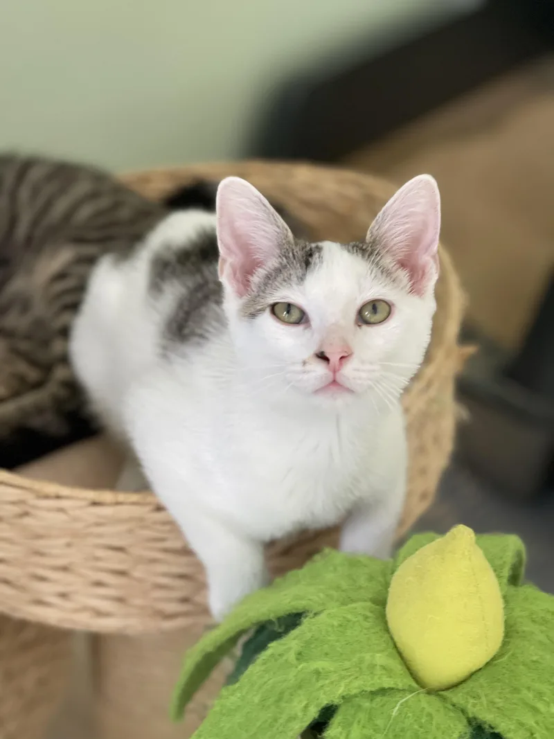 A baby medium-sized female Tabby (Brown / Chocolate) Domestic Short Hair cat named Charmaine for adoption in Richmond, VA