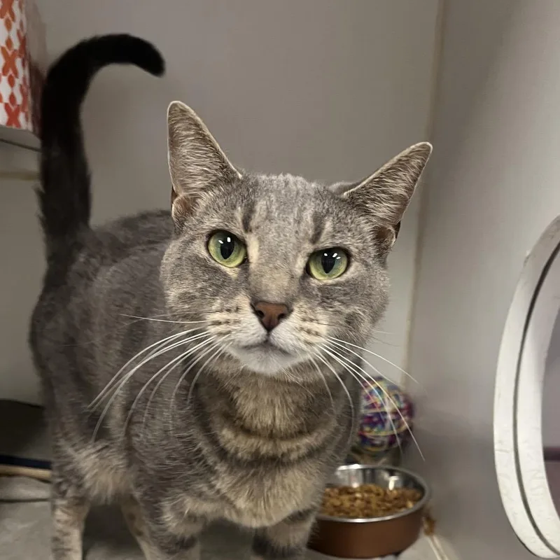 An adult medium-sized female Gray / Blue / Silver Domestic Short Hair cat named Quinoa for adoption in Hinsdale, IL