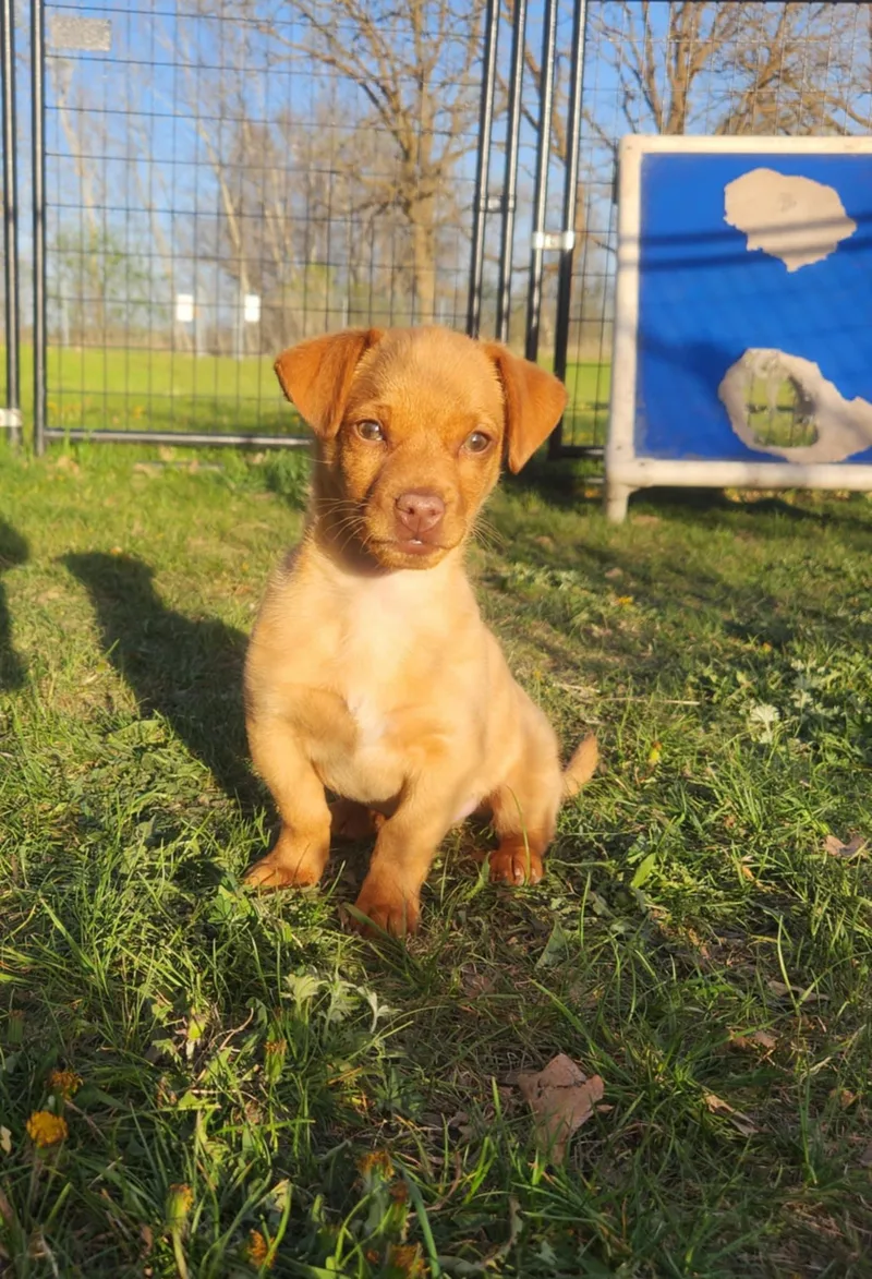 A young medium-sized male Dachshund dog named Arlo for adoption in Detroit Lakes, MN
