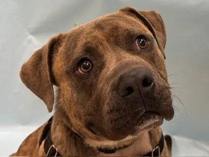 An adult large-sized male Pit Bull Terrier dog named Lobose for adoption in Coon Rapids, MN