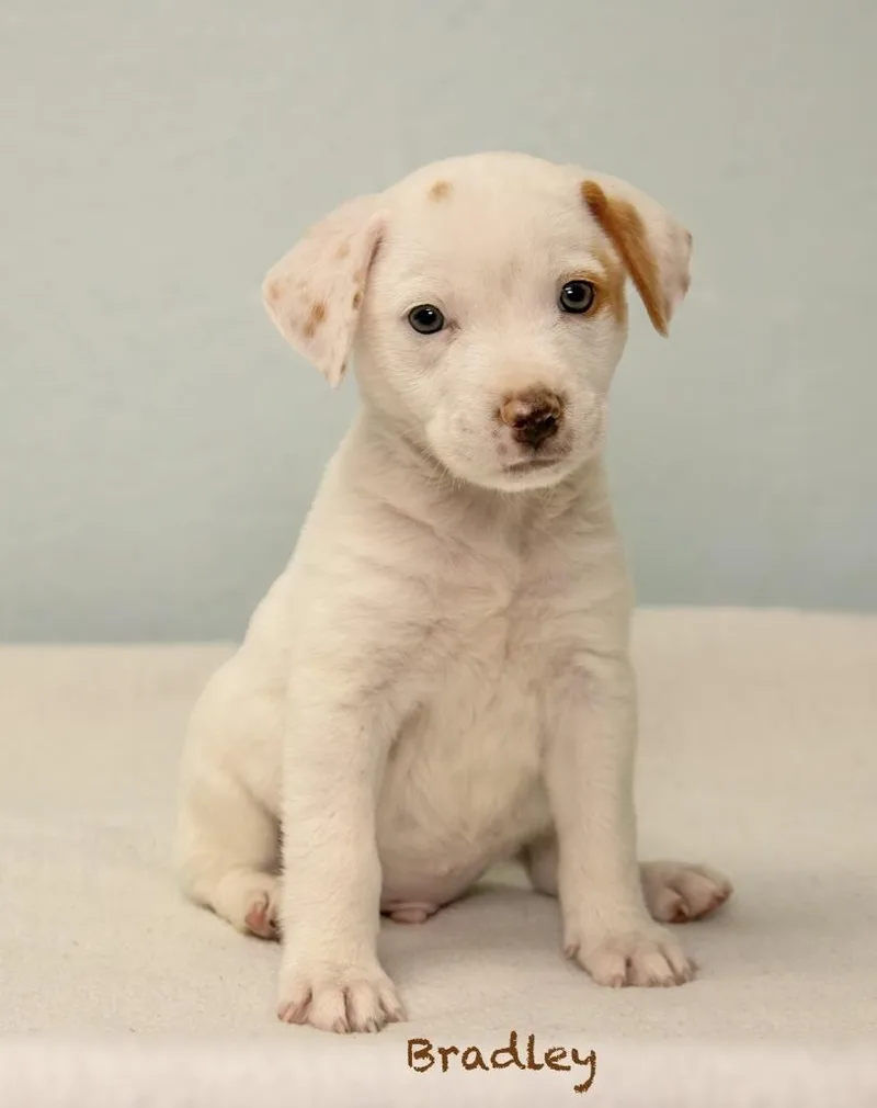 A baby medium-sized male Hound dog named Bradley for adoption in Manchester, CT