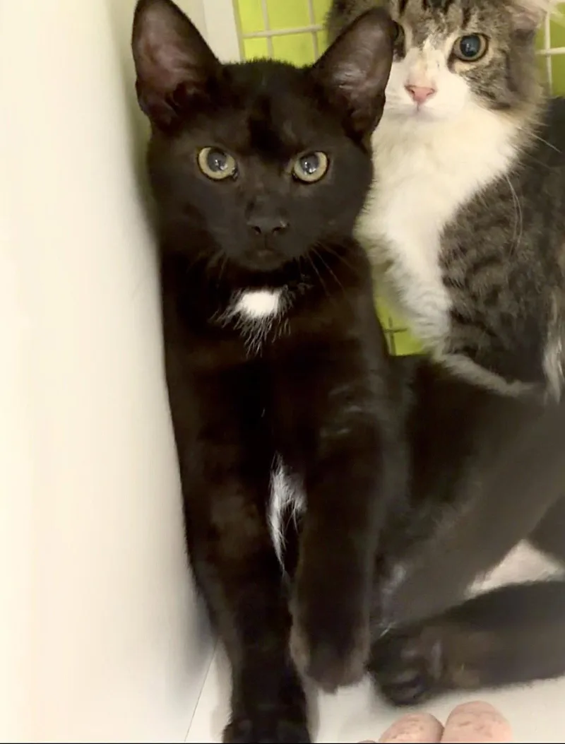A baby small-sized female Domestic Short Hair cat named Button Meet at for adoption in Harrisburg, PA