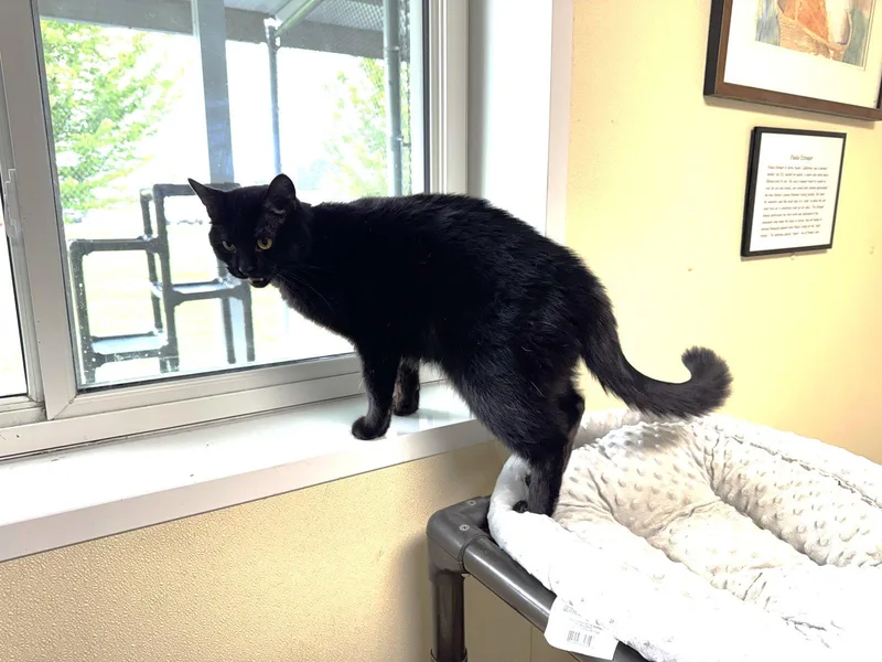 An adult medium-sized male Black Domestic Short Hair cat named Thor for adoption in Austin, MN