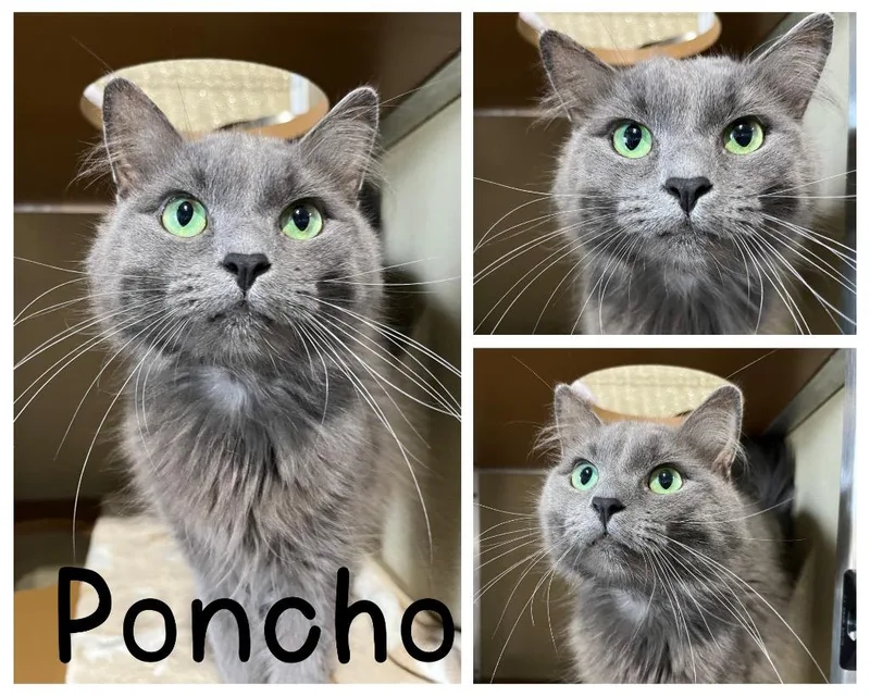 Poncho thumbnail 2