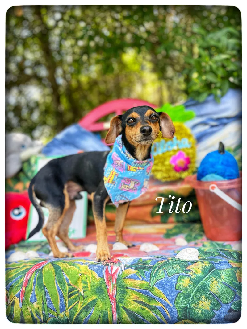 Tito thumbnail 3
