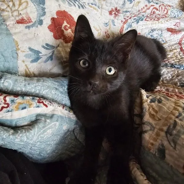 A baby small-sized female Domestic Short Hair cat named Bonita for adoption in Bonsall, CA