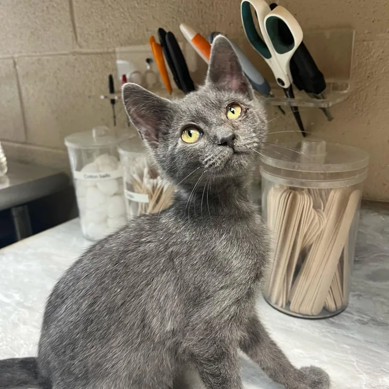 A young small-sized male Gray / Blue / Silver Domestic Medium Hair cat named Ben ellen for adoption in Lewisburg, WV