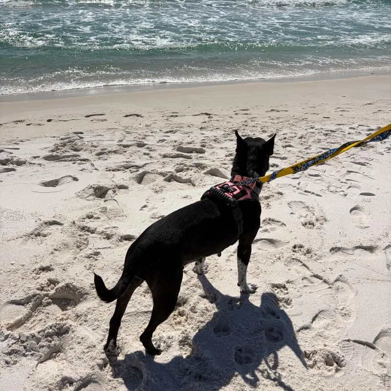 Brooklyn thumbnail 3