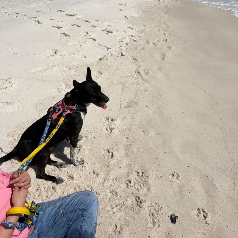 Brooklyn thumbnail 4