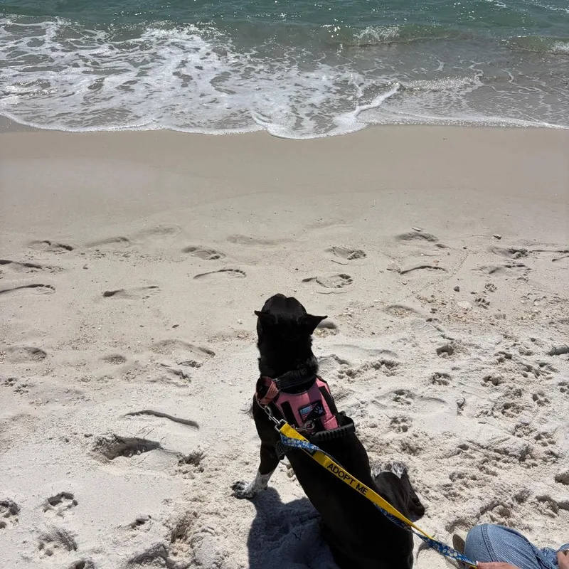 Brooklyn thumbnail 5