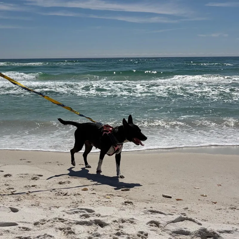 Brooklyn thumbnail 6