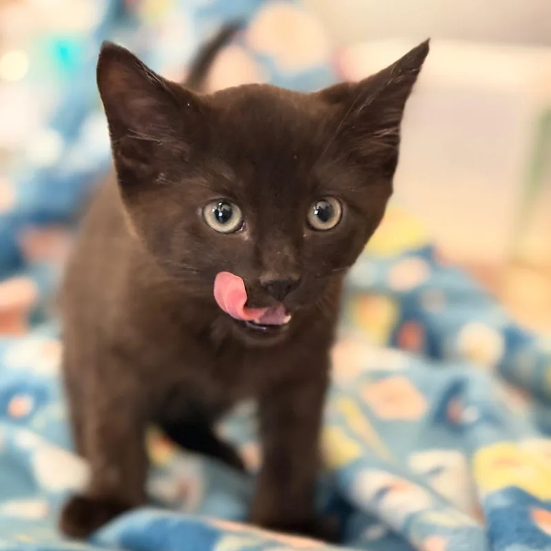 A baby medium-sized female Black Domestic Short Hair cat named Poppy for adoption in Blackfoot, ID