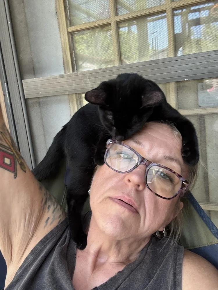 A baby small-sized female Black Domestic Short Hair cat named Monica for adoption in Plumerville, AR