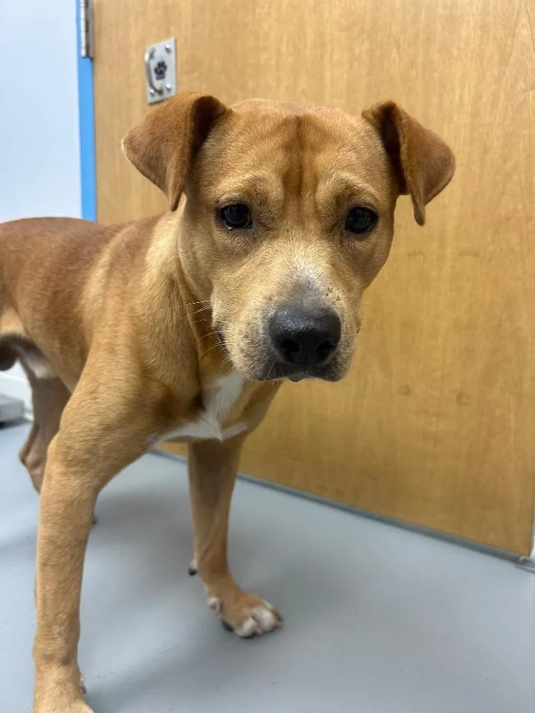 A young medium-sized male Terrier dog named Cox for adoption in Hartsville, SC