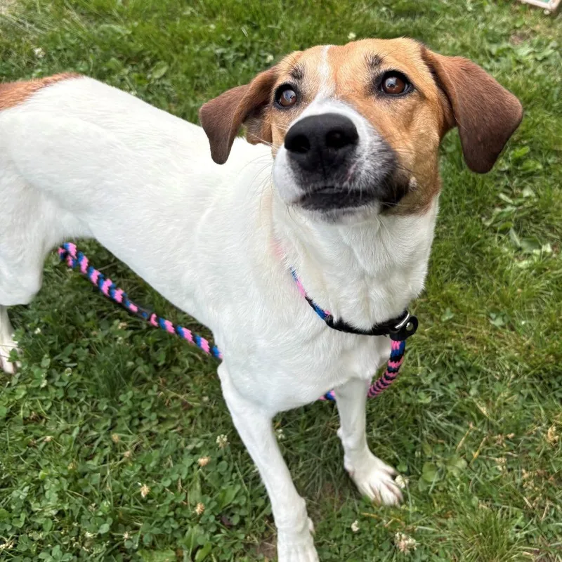 An adult medium-sized female White / Cream Mixed Breed dog named Guppy for adoption in East Hanover, NJ