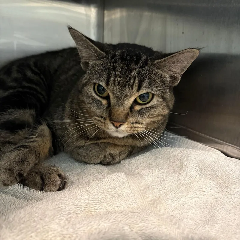 A baby small-sized female Gray / Blue / Silver Domestic Short Hair cat named Noodle for adoption in West Des Moines, IA