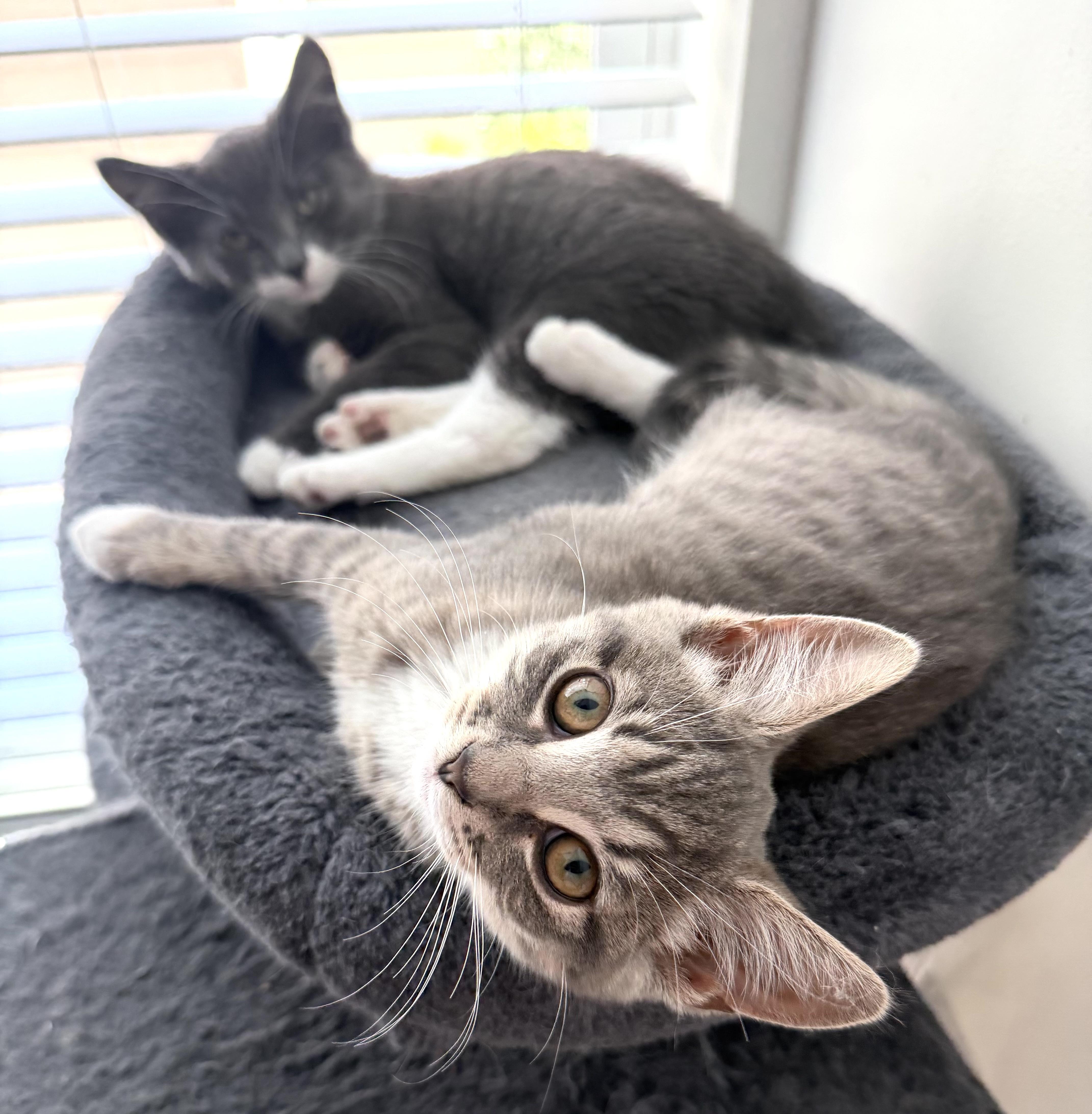 A baby medium-sized male Gray & White Domestic Short Hair cat named Carmen and Diego for adoption in Fairfax, VA