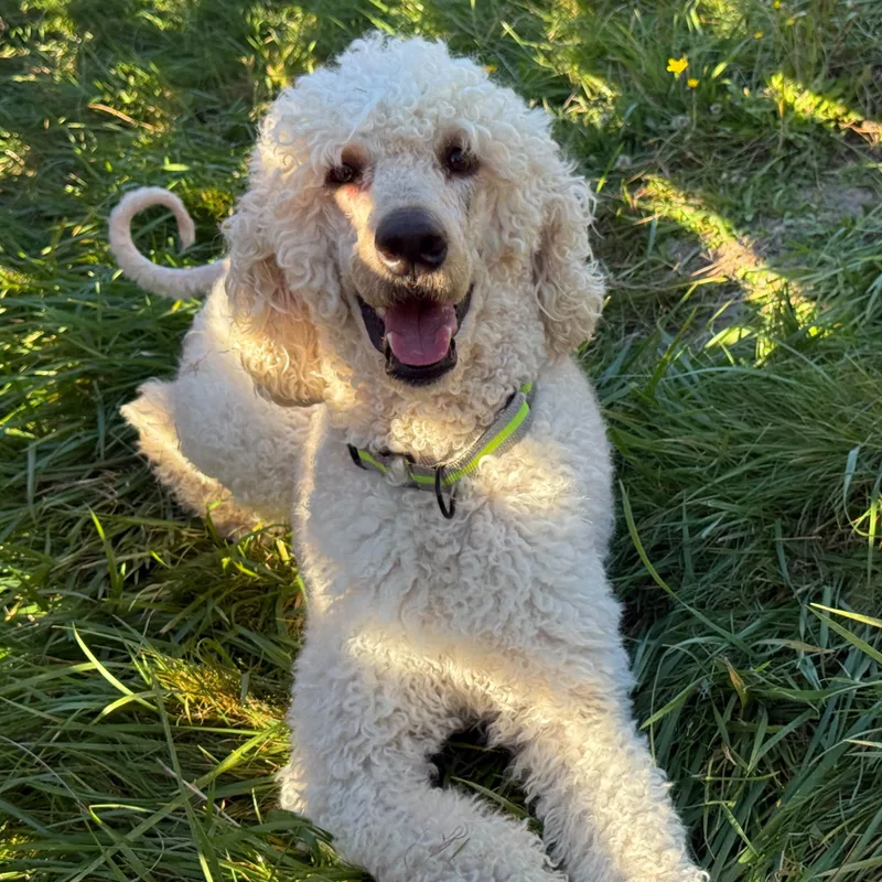 A young medium-sized male Apricot / Beige Standard Poodle dog named Mr. Wonderful Archie for adoption in Ridgefield, WA