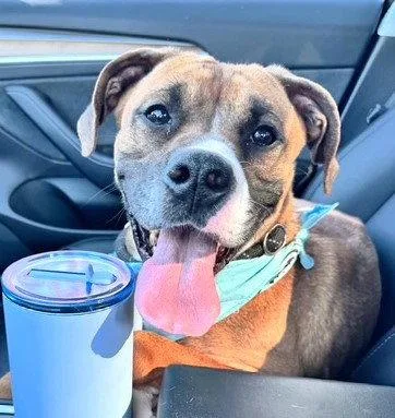 Dinosaur thumbnail 2