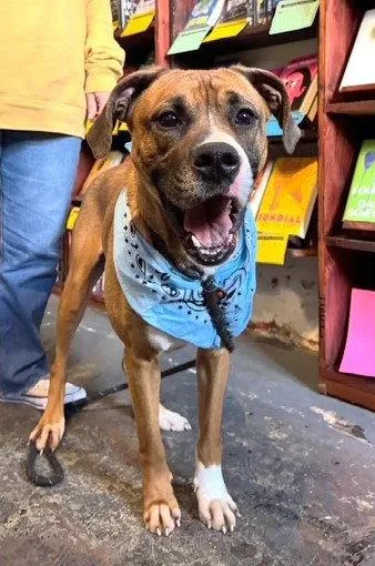 Dinosaur thumbnail 3