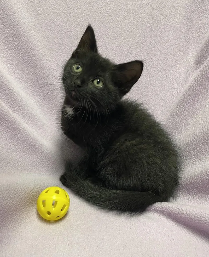 A baby small-sized male Domestic Short Hair cat named Happy Hal for adoption in Jackson, MI