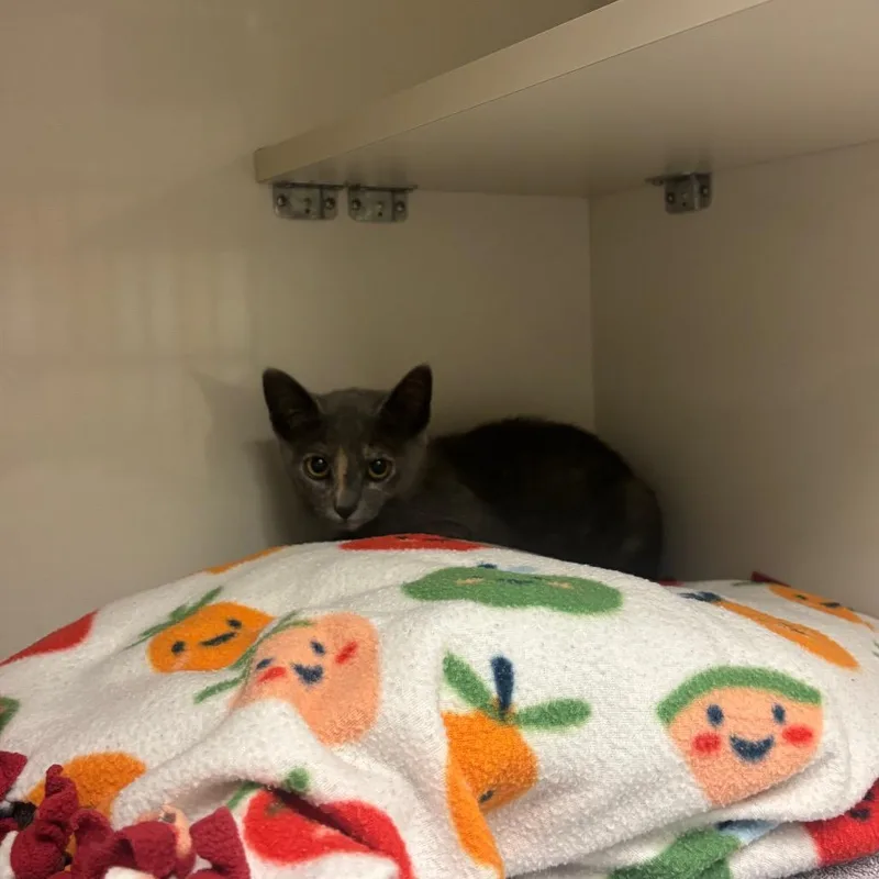A baby small-sized female Tortoiseshell Domestic Short Hair cat named Sumiko for adoption in Redwood City, CA