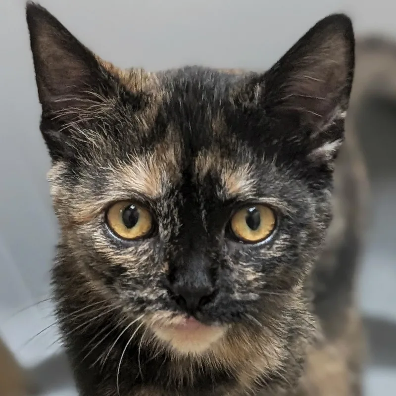 A baby medium-sized female Tortoiseshell Domestic Short Hair cat named Zsa Zsa for adoption in Jefferson, WI