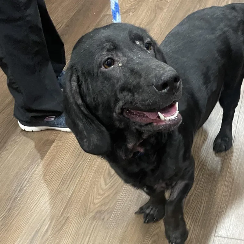 An adult medium-sized female Black Basset Hound dog named Harley for adoption in Nashville, IN