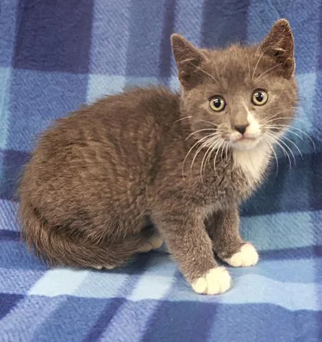A young medium-sized female Domestic Short Hair cat named Rumi for adoption in Thief River Falls, MN