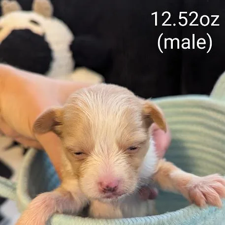 A baby small-sized male Mixed Breed dog named Hootie for adoption in Asheville, NC