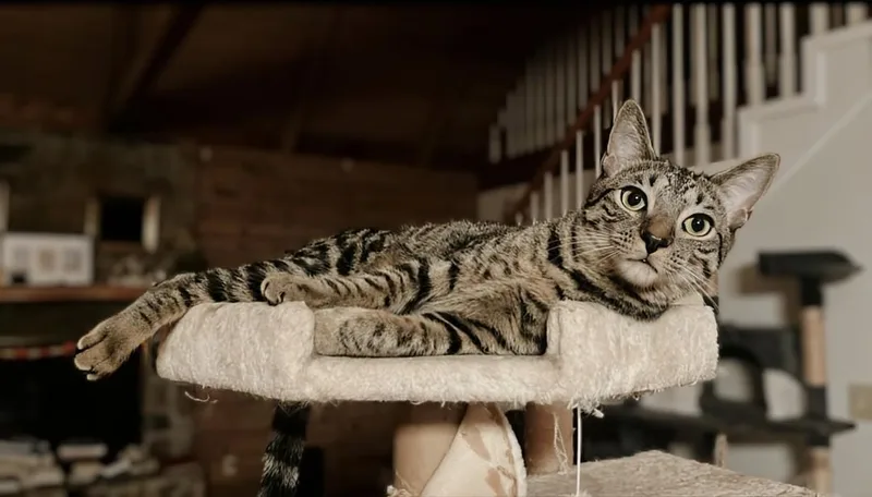 Howl & Princess Mononoke thumbnail 3