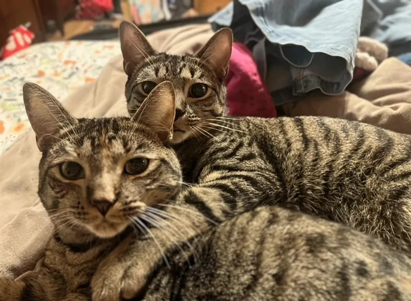 Howl & Princess Mononoke