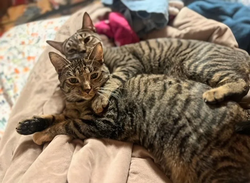 Howl & Princess Mononoke thumbnail 5