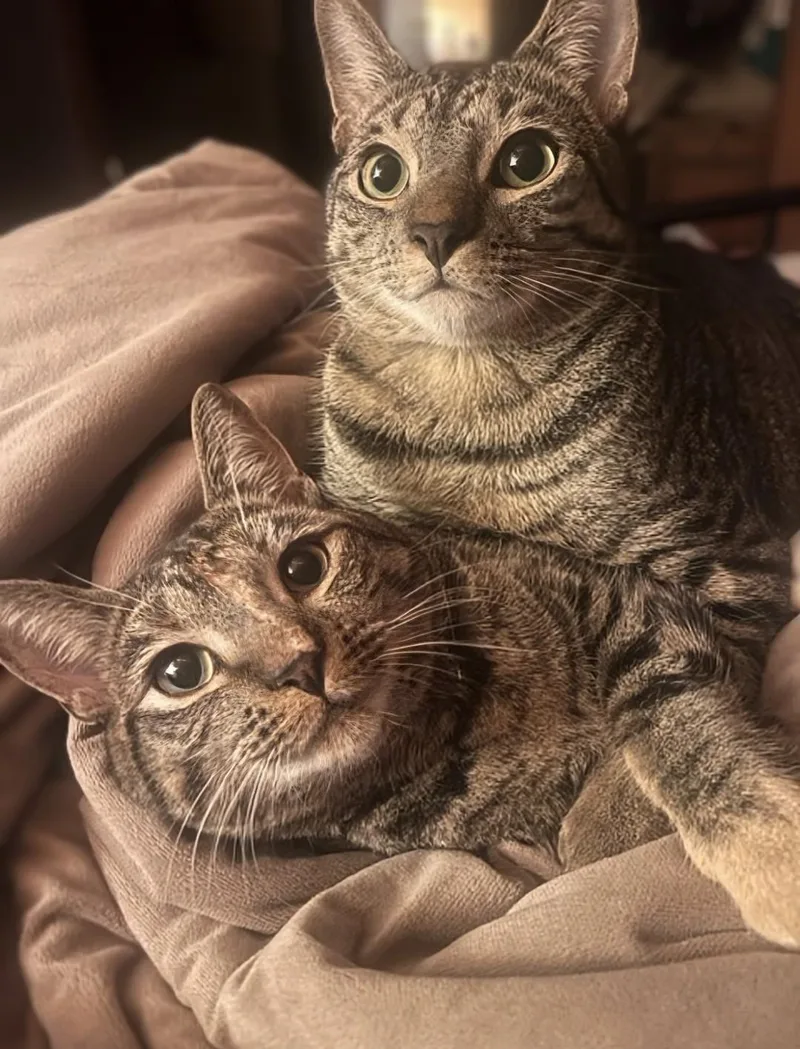 Howl & Princess Mononoke thumbnail 6