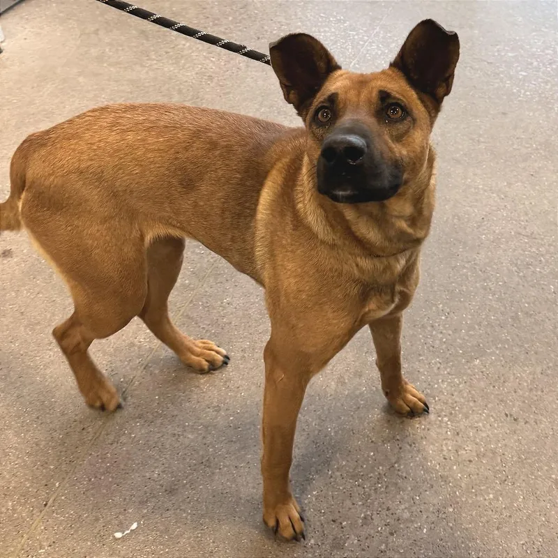 An adult medium-sized female Yellow / Tan / Blond / Fawn Mixed Breed dog named Willa for adoption in Las Cruces, NM