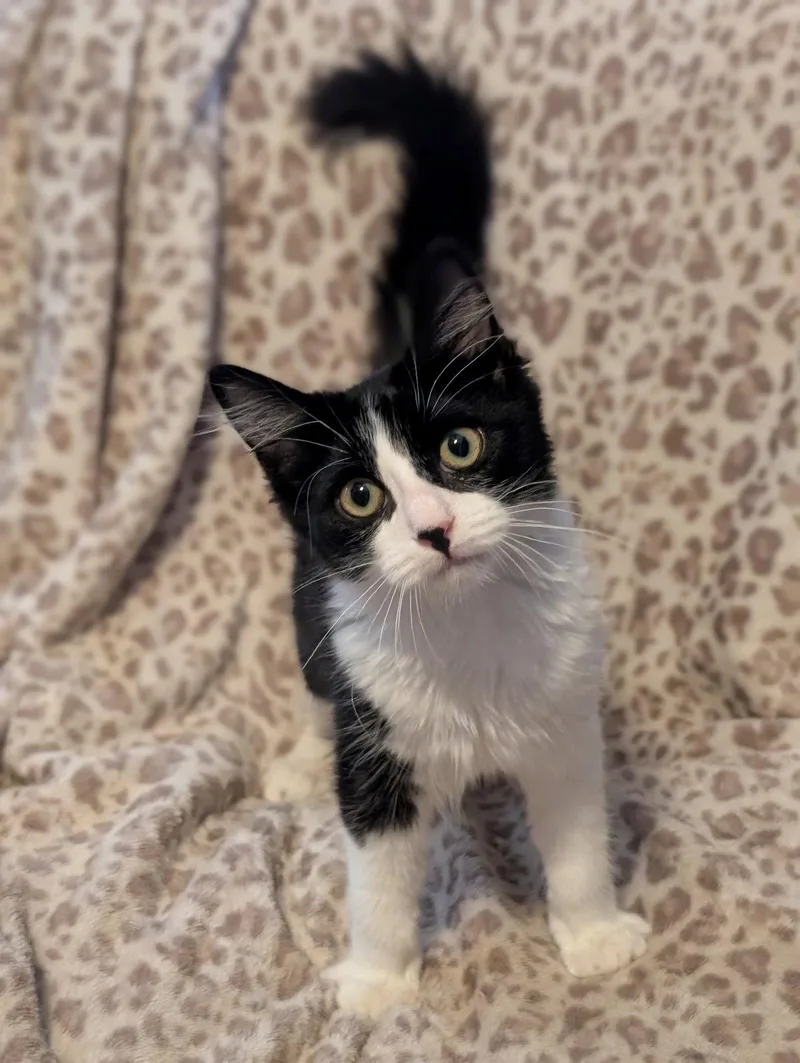 A young medium-sized female Domestic Short Hair cat named Illusion for adoption in Phoenix, AZ