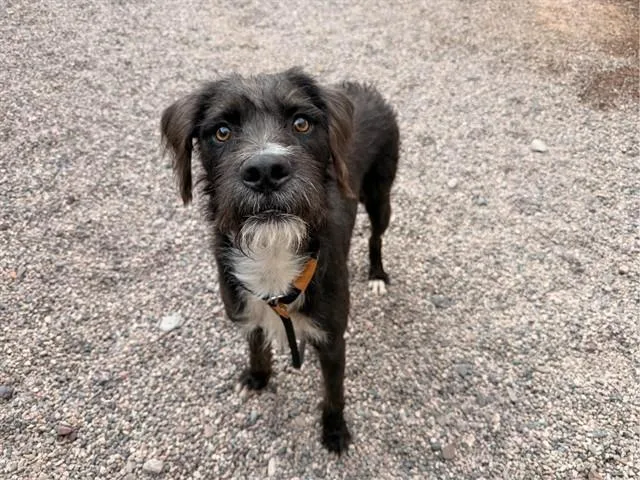 A young large-sized male Airedale Terrier dog named Lester for adoption in Mesa, AZ