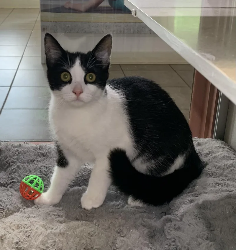 A young medium-sized female Black & White / Tuxedo Domestic Short Hair cat named Emily for adoption in Massena, NY