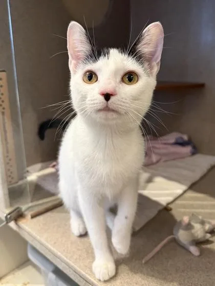 An adult medium-sized female Domestic Short Hair cat named Cathena for adoption in Washington, DC