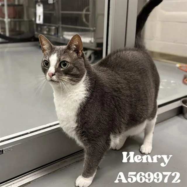 An adult large-sized male Domestic Short Hair cat named Henry for adoption in Huntsville, AL