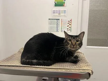 An adult extra large-sized female Brown / Chocolate Domestic Short Hair cat named 'Twas The Nizzle Before for adoption in Kansas City, MO