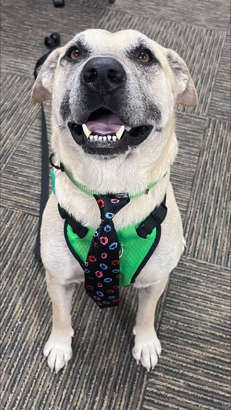 An adult medium-sized male Mixed Breed dog named Tucker for adoption in Davenport, IA