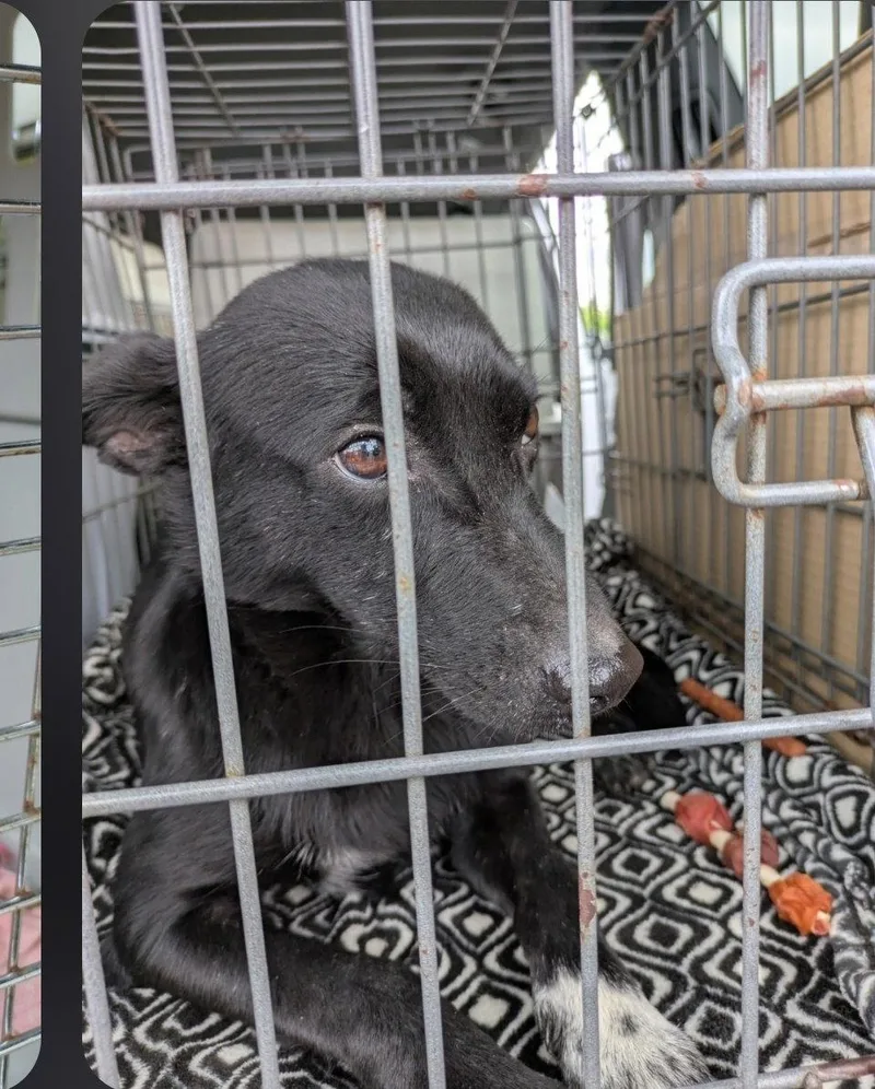 An adult medium-sized female Terrier dog named Sapphire Velvet for adoption in Saunderstown, RI