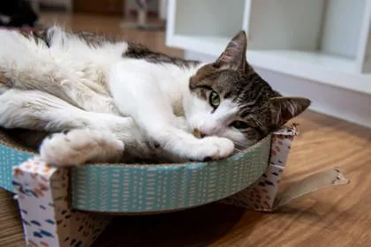 A young medium-sized male Domestic Short Hair cat named Berry for adoption in Ringoes, NJ