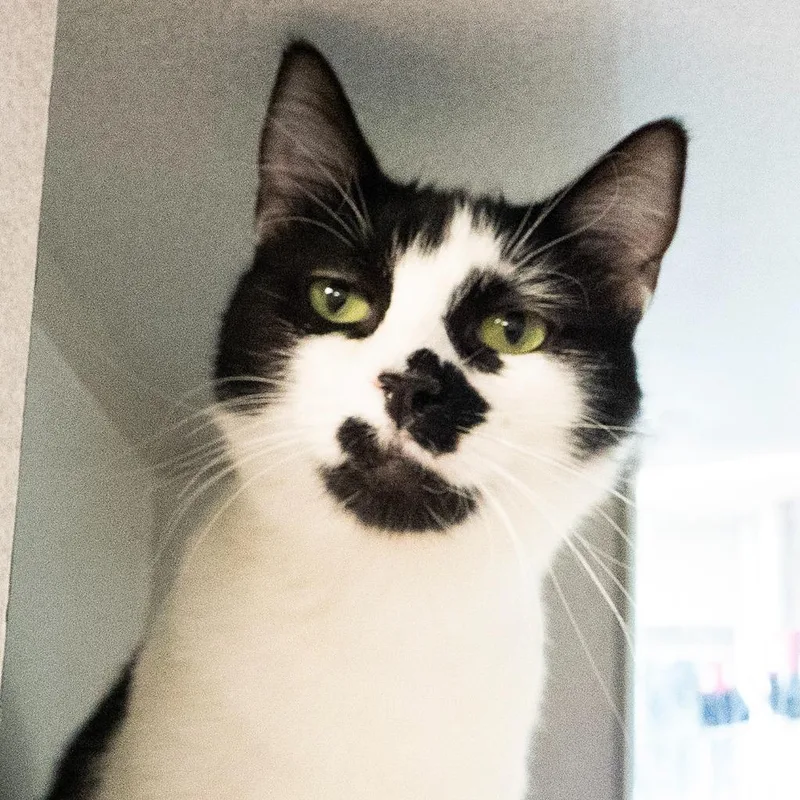 A young medium-sized female Domestic Short Hair cat named Yahtzee for adoption in Shoreline, WA